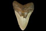 Fossil Megalodon Tooth - North Carolina #124664-1